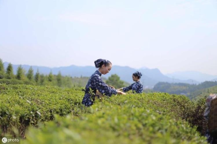 茶与京剧结合「茶与戏曲的不解之缘清醇浓香的茶汁浇灌出了中华戏曲」